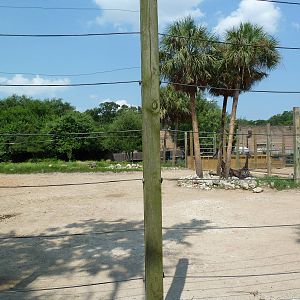 Masai Giraffe Exhibit