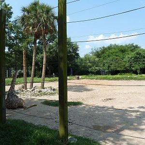 Masai Giraffe Exhibit