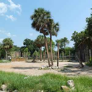Masai Giraffe Exhibit