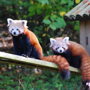 RED PANDA MOM AND CUB