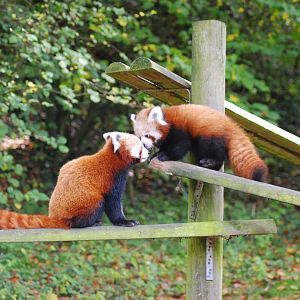 RED PANDA MOM AND CUB