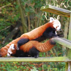 RED PANDA MOM AND CUB