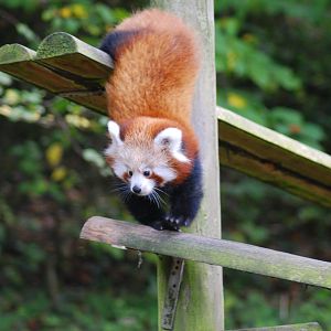 RED PANDA CUB (YOGI)