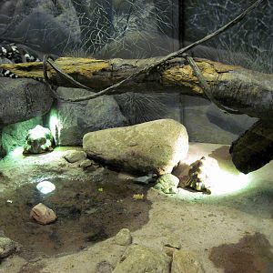 Expedition Madagascar-Radiated Tortoises