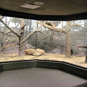 Expedition Madagascar-Ring-tailed Lemur/Radiated Tortoise Exhibit