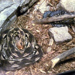 Expedition Madagascar-Madagascan Ground Boa and Malagasy Hognose Snake