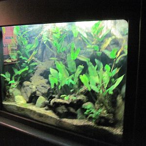 Expedition Madagascar-Freshwater Fish Aquarium