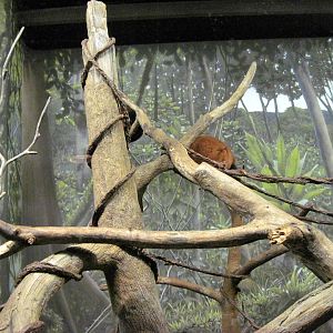 Expedition Madagascar-Red Ruffed Lemur