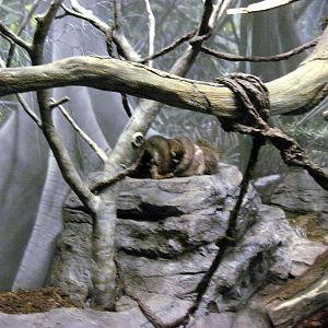 Expedition Madagascar-Collared Lemur