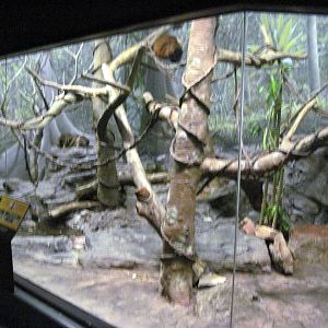 Expedition Madagascar-Collared Lemur/Red Ruffed Lemur/Black and White Ruffe