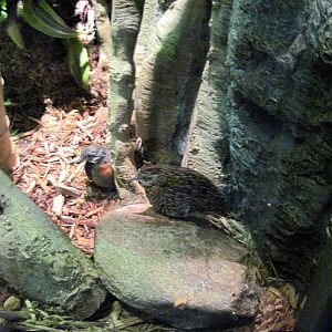 Expedition Madagascar-Madagascar Button Quails