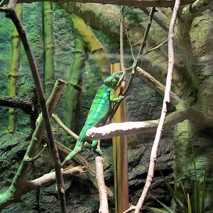 Expedition Madagascar-Panther Chameleon