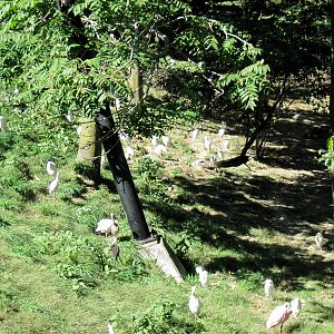 Simmons' Aviary-Cattle Egrets