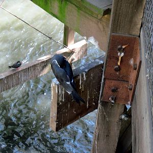 Simmons' Aviary-Terns