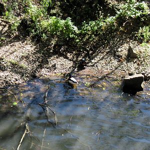 Simmons' Aviary-Duck