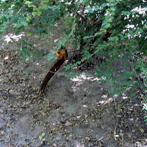 Simmons' Aviary-Golden Pheasant
