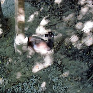 Simmons' Aviary-Tufted Deer