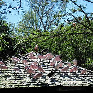 Simmons' Aviary-Roseate Spoonbills