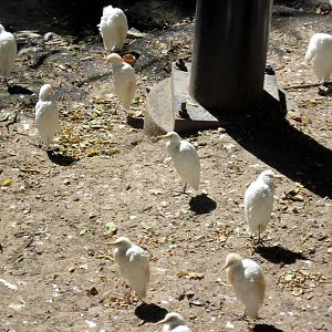 Simmons' Aviary-Cattle Egrets