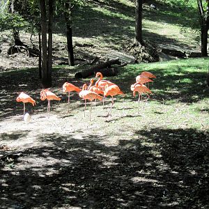 Simmons' Aviary-Caribbean Flamingos