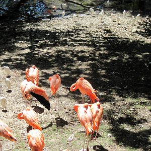Simmons' Aviary-Caribbean Flamingos