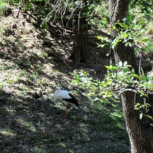 Simmons' Aviary-White Stork