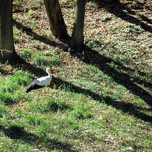 Simmons' Aviary-White Stork