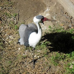 Simmons' Aviary-Wattled Crane