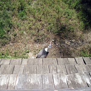 Simmons' Aviary-Wattled Crane