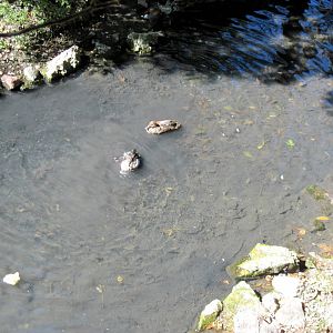 Simmons' Aviary-Ducks