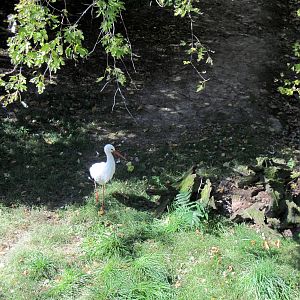 Simmons' Aviary-White Stork