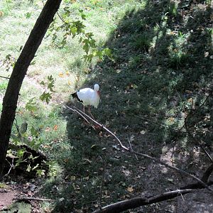 Simmons' Aviary-White Stork