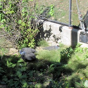 Simmons' Aviary-Vulturine Guineafowl