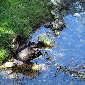 Simmons' Aviary-Black Swan