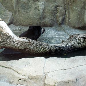 Bear Canyon-Spectacled Bear