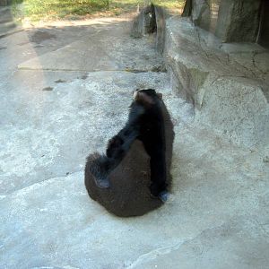 Bear Canyon-Spectacled Bear