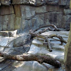 Bear Canyon-Spectalced Bear Exhibit