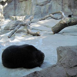 Bear Canyon-Spectacled BEar