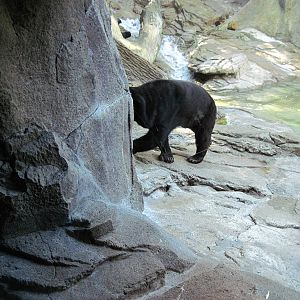 Bear Canyon-Sun Bear