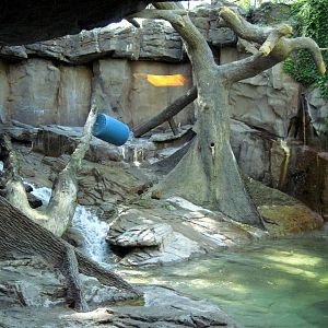 Bear Canyon-Sun Bear Exhibit