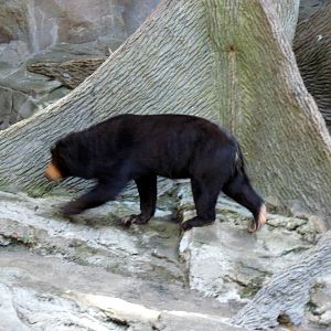 Bear Canyon-Sun Bear