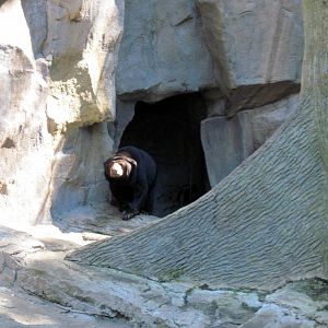 Bear Canyon-Sun Bear