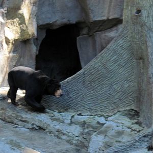 Bear Canyon-Sun Bear