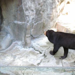 Bear Canyon-Sun Bear