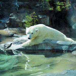 Bear Canyon-Polar Bear