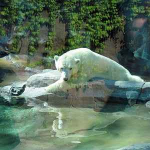 Bear Canyon-Polar Bear