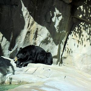Bear Canyon-American Black Bear