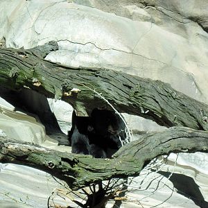 Bear Canyon-American Black Bear