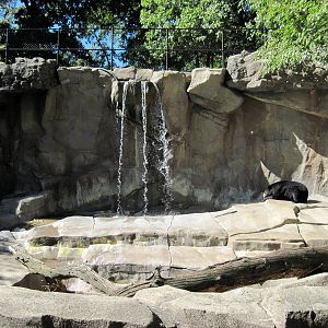 Bear Canyon-American Black Bear Exhibit