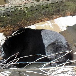 Bear Canyon-American Black Bear